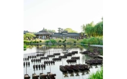 2026永州夏季团建新篇：贝塔团建以‘长安的荔枝’解锁国风团建新体验